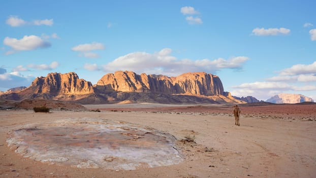 Camel walking on orange red sand of Wadi Rum desert, mountains with blue sunset sky above background.