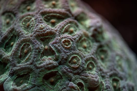 Closeup to coral in aquarium tank, abstract marine background.