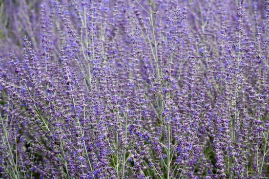 The blue rue is ideal for dry locations