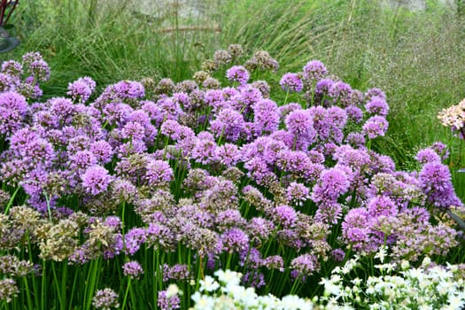 Edge leek in full bloom.