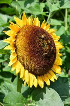 There are lots of bees on the sunflowers.