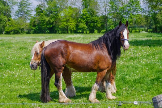 two belgian heavy draft horses