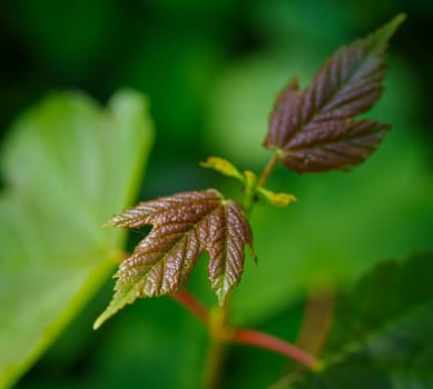 closeup of some fresh brown plant leaves