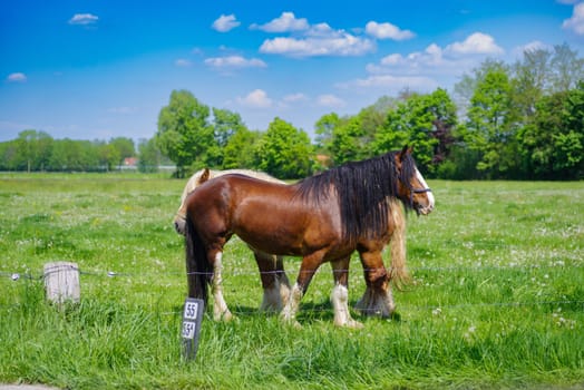 two belgian heavy draft horses