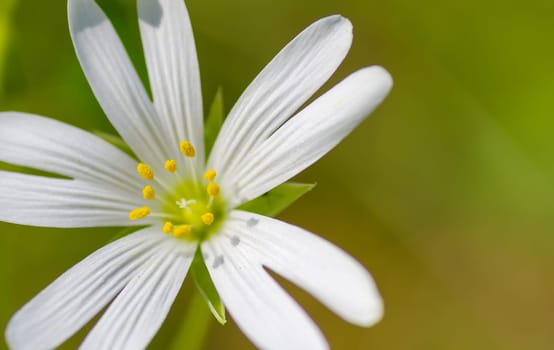 closeup of common chickweed or stellaria media flowers