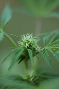 Blue gorilla hashish small plant in week 5 of flowering outdoor grow background of cannabis marijuana buds close up shot leaves on medical weed hemp bushes generative prints