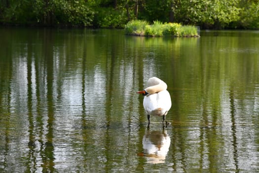 Beautiful swan on the lake shore