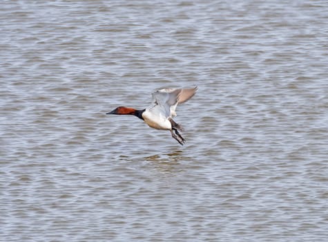A Canvasback Taking Off From the Mississippi River