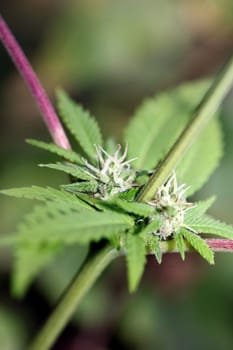 Cannabis flowering blue sunset outdoor garden close up medical grass macro background high quality botanical instant stock photography fifty megapixels prints