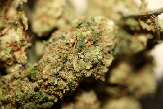Close up of jack herrer medical marijuana buds detail of cannabis on glass jar weed backgrounds big size high quality instant print