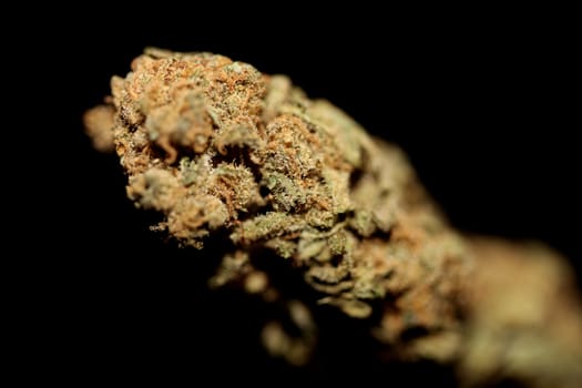 Dry and trimmed weed buds close up bubble gum variety of medicinal marijuana cure botanical background big size high quality instant stock photography prints
