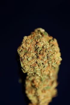 Dried marihuana buds of medical cannabis rolling joints with trimmed stuff grown in California fresh therapeutic and inspirational weed big size high quality instant prints