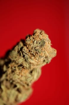 Dry and trimmed weed buds close up bubble gum variety of medicinal marijuana cure botanical background big size high quality instant stock photography prints