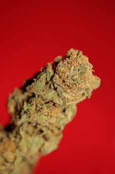 Dry and trimmed weed buds close up bubble gum variety of medicinal marijuana cure botanical background big size high quality instant stock photography prints