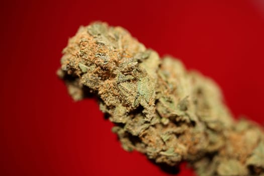 Dry and trimmed weed buds close up bubble gum variety of medicinal marijuana cure botanical background big size high quality instant stock photography prints