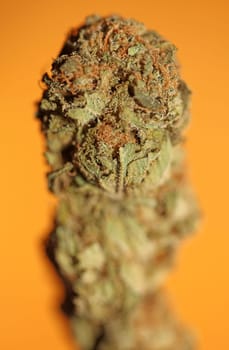 Cannabis bud macro super bubble gum smoking all day mania medical marihuana neonicotinoids stuff fifty megapixels modern botanical dope instant stock photography prints