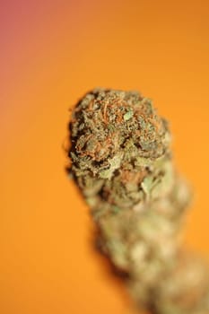 Cannabis bud macro super bubble gum smoking all day mania medical marihuana neonicotinoids stuff fifty megapixels modern botanical dope instant stock photography prints