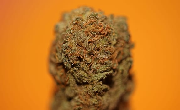 Cannabis bud macro super bubble gum smoking all day mania medical marihuana neonicotinoids stuff fifty megapixels modern botanical dope instant stock photography prints