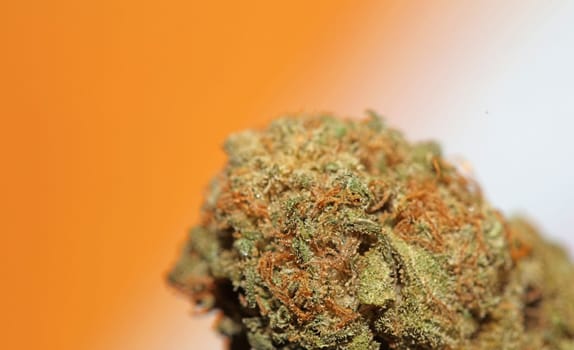Cannabis bud macro super bubble gum smoking all day mania medical marihuana neonicotinoids stuff fifty megapixels modern botanical dope instant stock photography prints