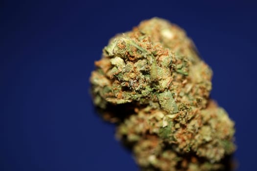 Dried marihuana buds of medical cannabis rolling joints with trimmed stuff grown in California fresh therapeutic and inspirational weed big size high quality instant prints