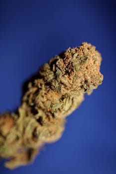 Dry and trimmed weed buds close up bubble gum variety of medicinal marijuana cure botanical background big size high quality instant stock photography prints