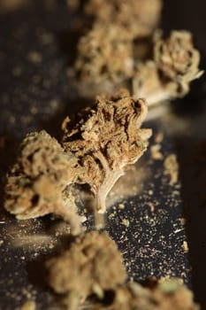 Marihuana medical bad cbd close up botanical background big size high quality prints
