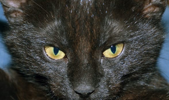 Black kitten's head with yellow eyes