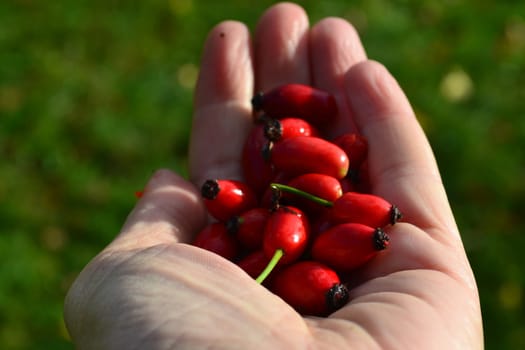 Bunch of red rose hips in a palm