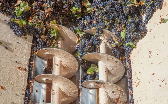 Grape destemmer in action. Grape harvest processing at winery
