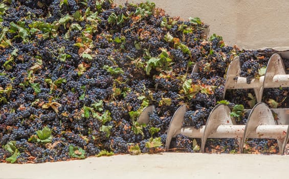 Grape destemmer in action. Grape harvest processing at winery