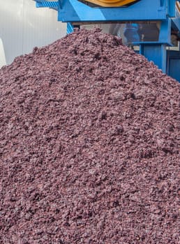 Expulsion of the pomace at winemaking factory. Economical source for cosmetic, pharmaceutical and food industries as antioxidant