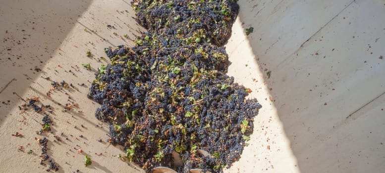 Grape destemmer in action. Grape harvest processing at winery