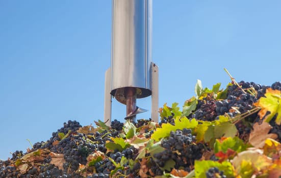Sampling tube on a trailer full of grapes. Grape harvest processing at winery