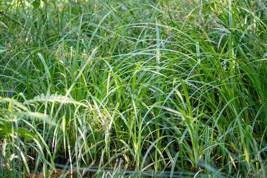 green grass in the meadow, close up of green., grass background