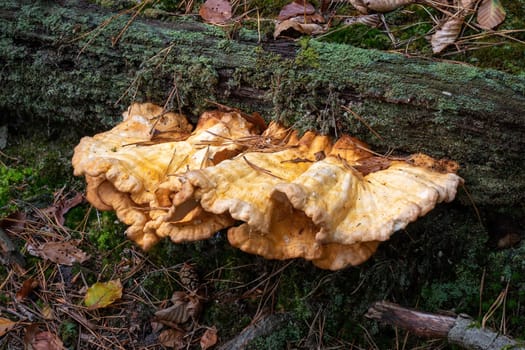 Common Sulfur Porling, Laetiporus sulphureus on a lying tree trunk