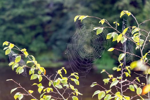 spider web in the forest on the river bank with green foliage