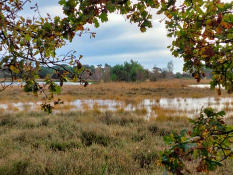 View on the nature of Kampina reserve near Oisterwijk in the Netherlands.