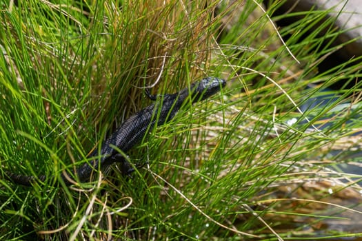 Natural closeup on an adult European lizard, Zootoca vivipare, sitting in the grass