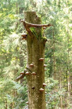 Toadstool mushrooms growing on a tree trunk in the forest