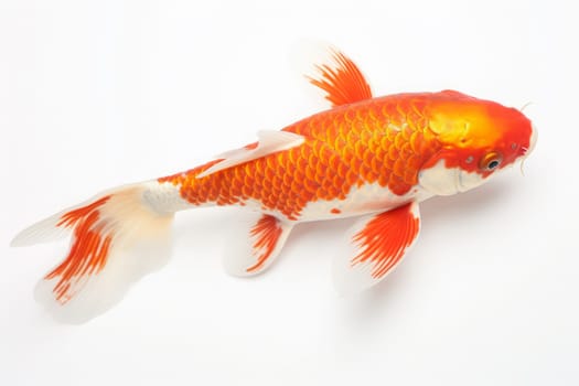 Beautiful butterfly Koi fish on bright background