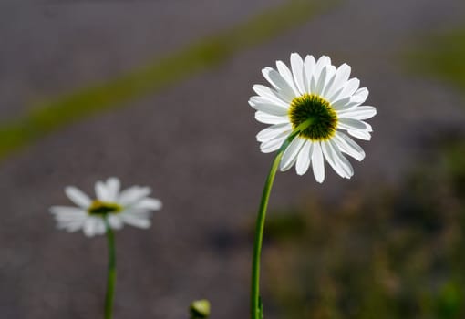 closeup of a beautiful white daisy flower