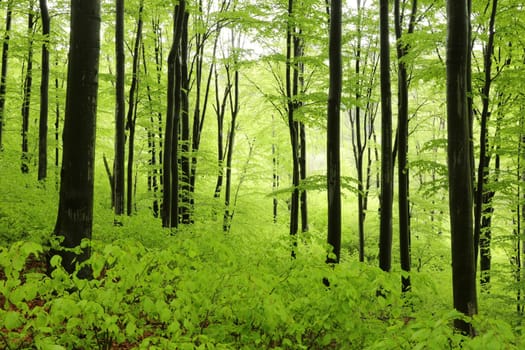 Beech trees in spring forest on a mountain slope in rainy weather, Poland.