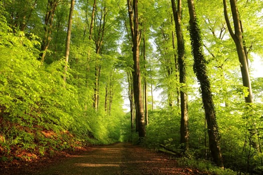 Trail through spring beech forest during sunrise, Poland.