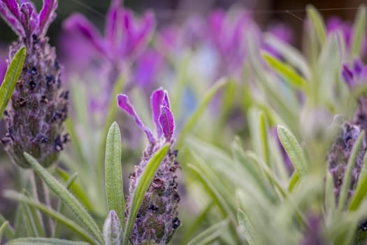 Macro closeup shot of lavender field with blurry background and selective focus