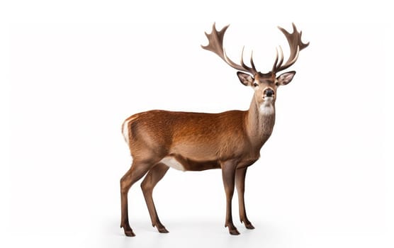 Majestic Solitary Deer Standing in studio isolated on white background. artificial art