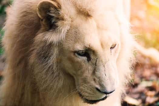 Closeup beautiful portrait of big African Lion.
