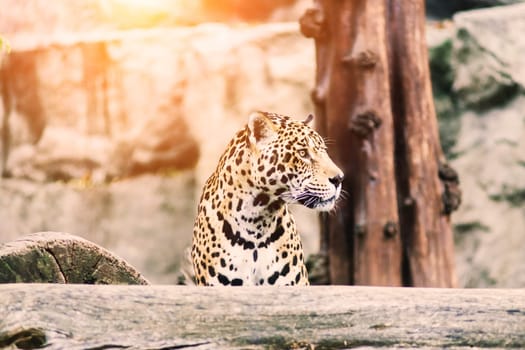 Leopard pantera padus kotiya beast in a rock
