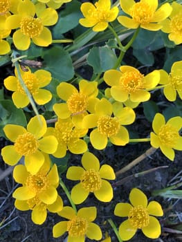 spring primroses marsh marigold or caltha, bright yellow flowers with stamens close-up