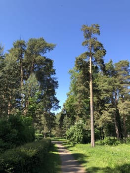 forest dirt road going into the distance, beautiful summer landscape, tall trees and green grass, blue sky