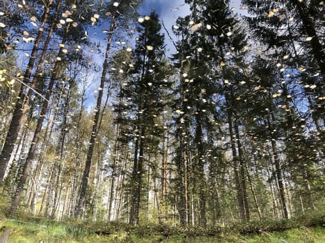 tall trees of spruce and pine reflected in a small forest lake, autumn landscape